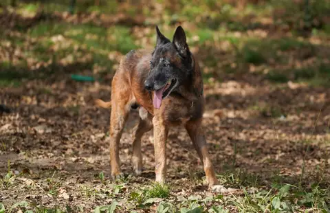 balou photo 5
