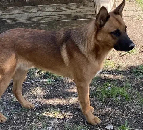 RANGER photo 2