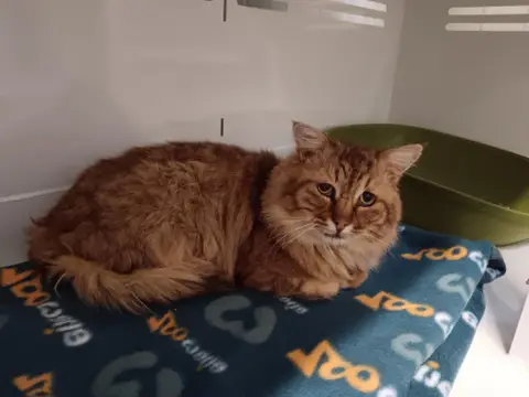 SIMBA  FIV+