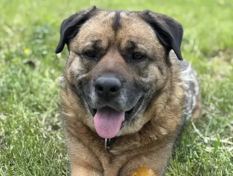 Baloo photo 4