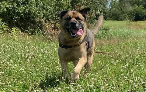 Baloo photo 6