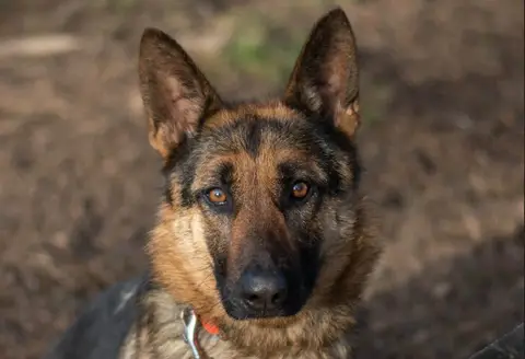 DIXY photo 2