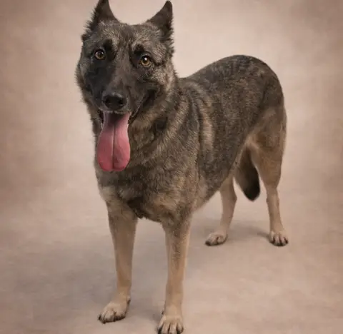 ILANI