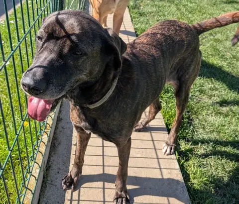 REGLISSE photo 3