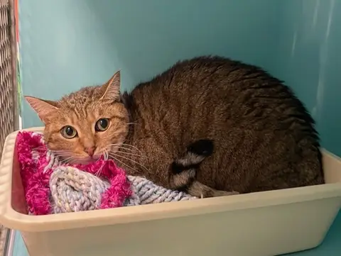 PAPRIKA