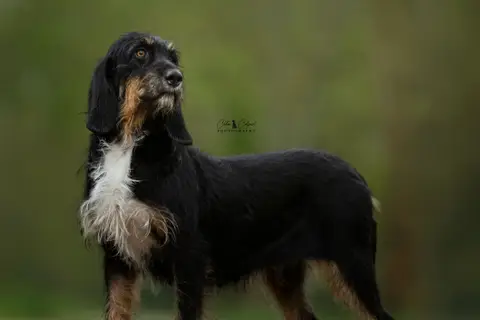 Tyka