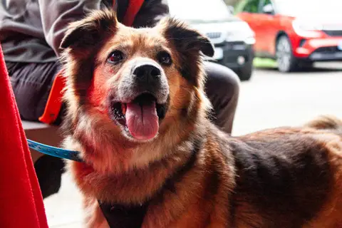 Nala