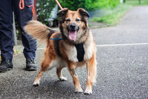 Nala photo 2
