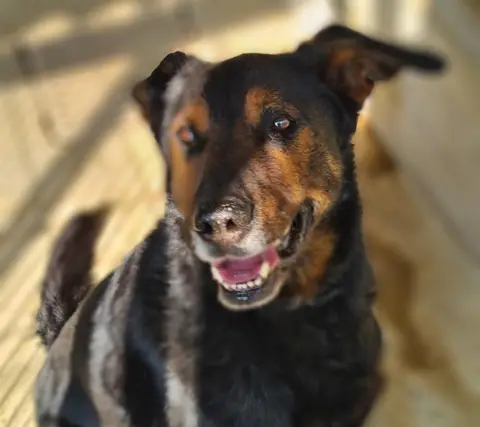 REX photo 3