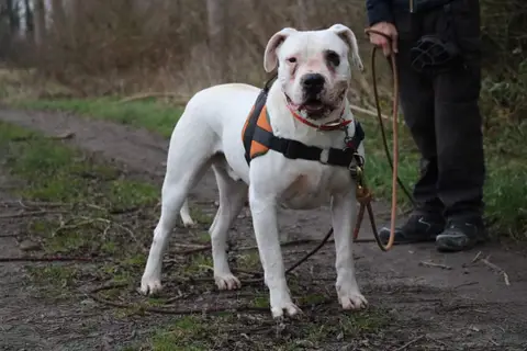 GOLIATH