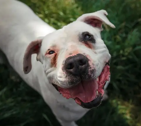 GOLIATH photo 2