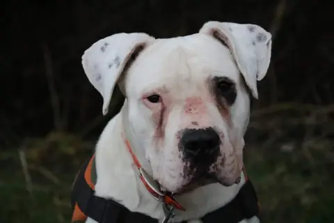 GOLIATH photo 4