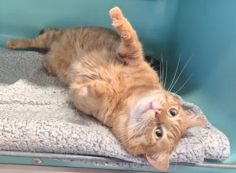 simba