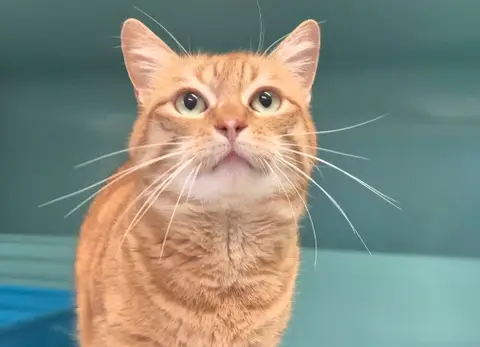 simba photo 2