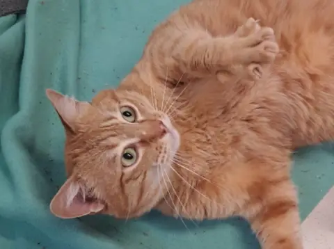simba photo 3