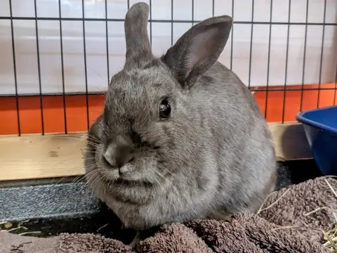 LILA