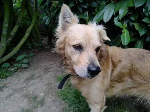 Taro