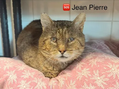 Jean pierre