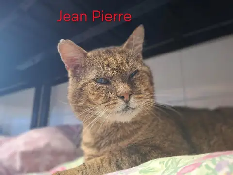 Jean pierre photo 2