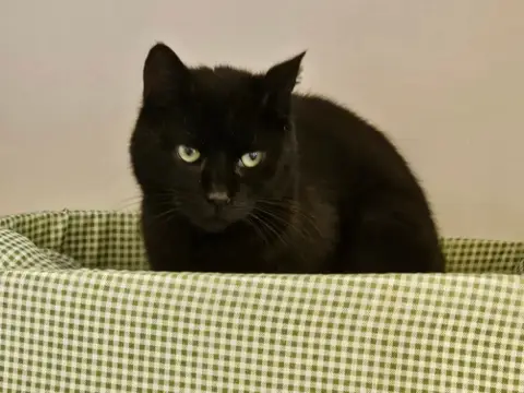 NERO