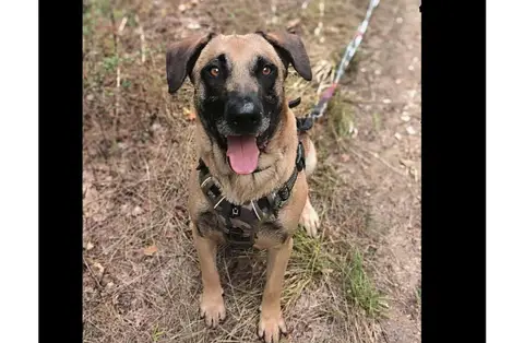 Django photo 4