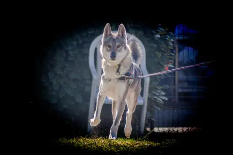Alpha