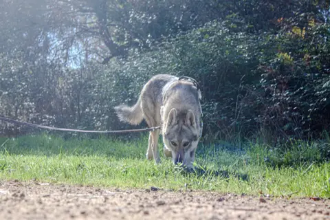 Alpha photo 6