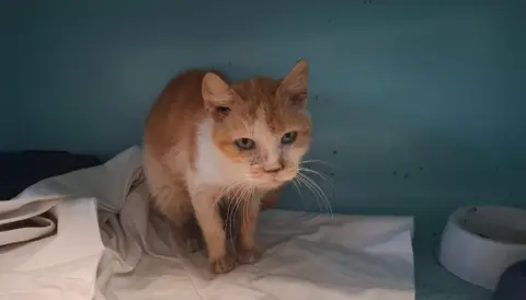 KITTY