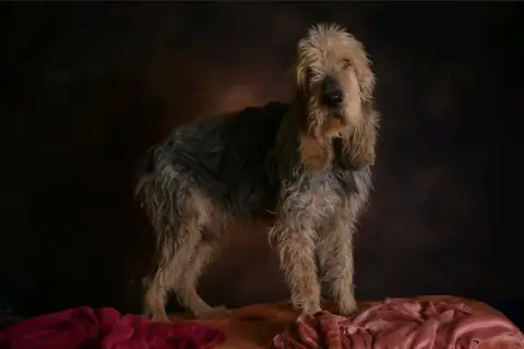 BASIL photo 3