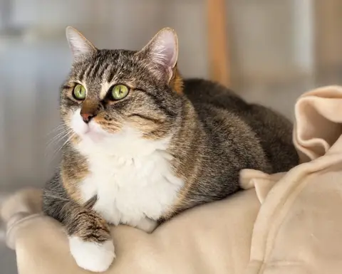 Nikita