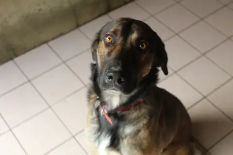 bibop