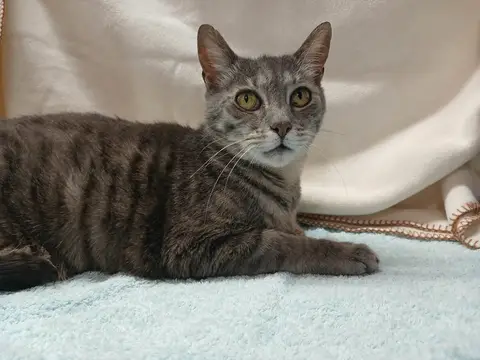 OSCAR