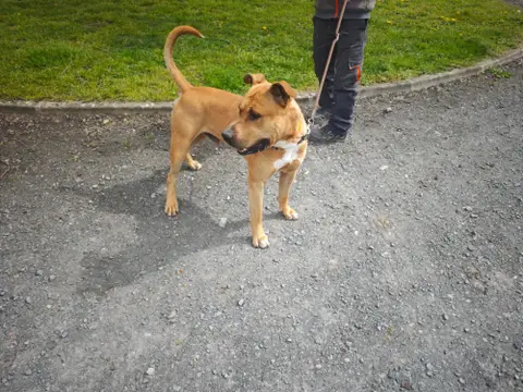 BALOU photo 2
