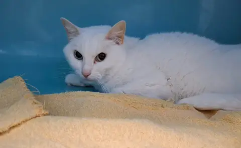 XAYA