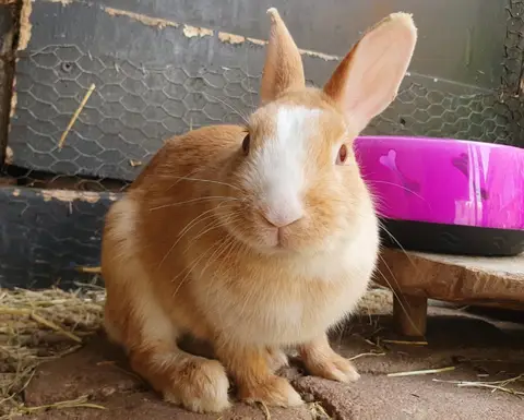 ELVA
