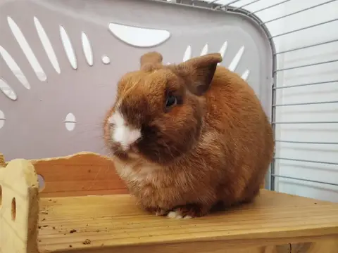 CALYPSO
