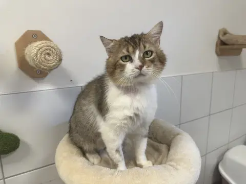 RAMBO