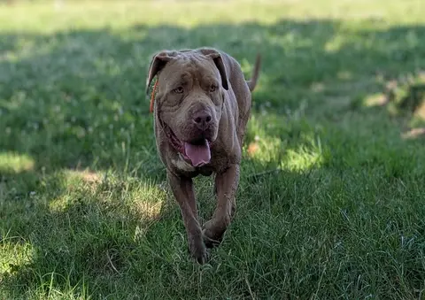 TYSON