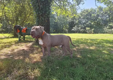 TYSON photo 2