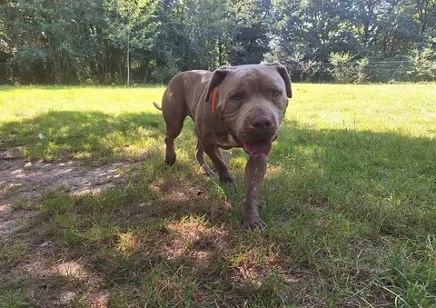 TYSON photo 3