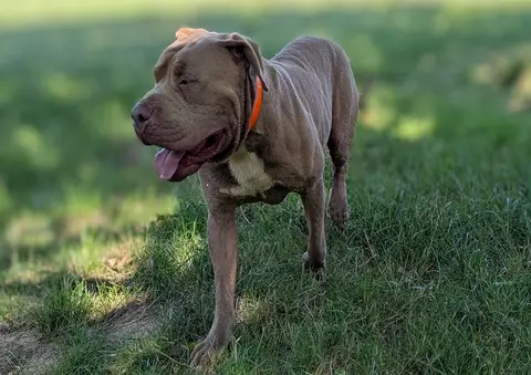 TYSON photo 4
