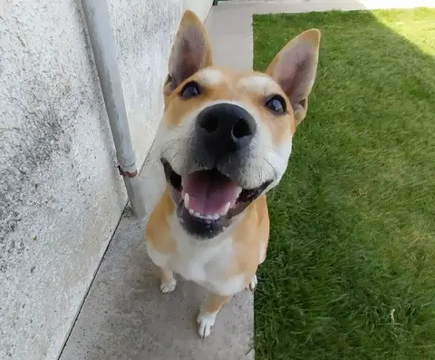 AKITA photo 2