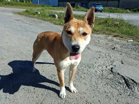 AKITA photo 3