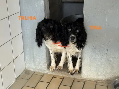 Talhia  HAA24759