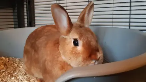 Bumba
