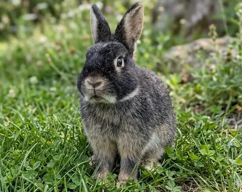 COSMO