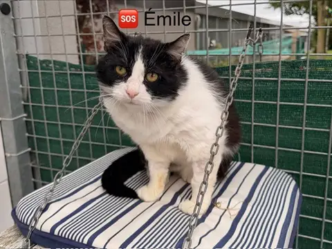 Emile