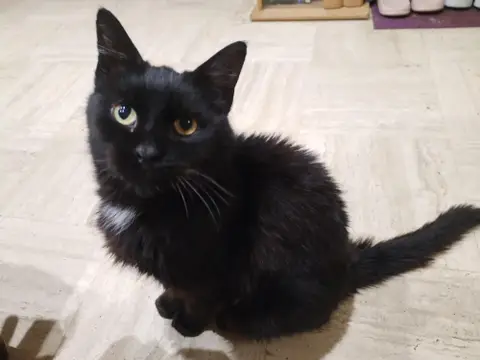 léo