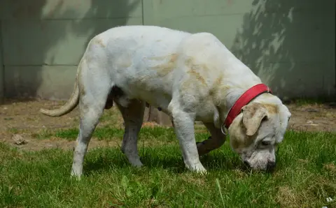 MAX dit PANCHITO CHAO photo 7
