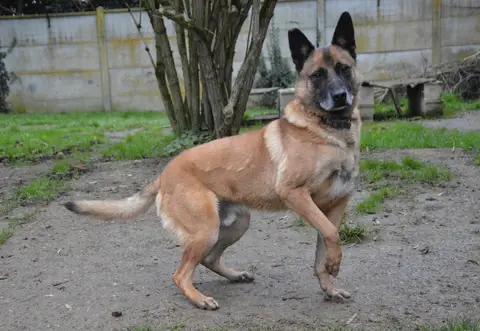 MAX VAA photo 5
